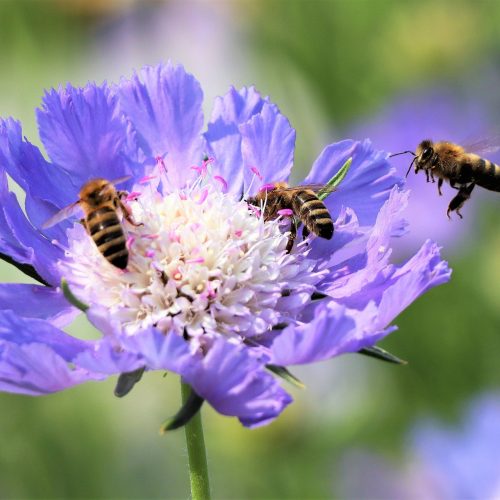 abeilles pixabay René Schaubhut -4335546_1920